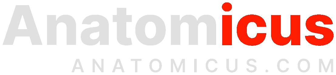 Anatomicus